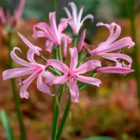 Nerine