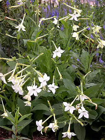 Nicotiana