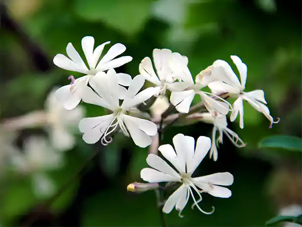 Night Flowering Catchfly