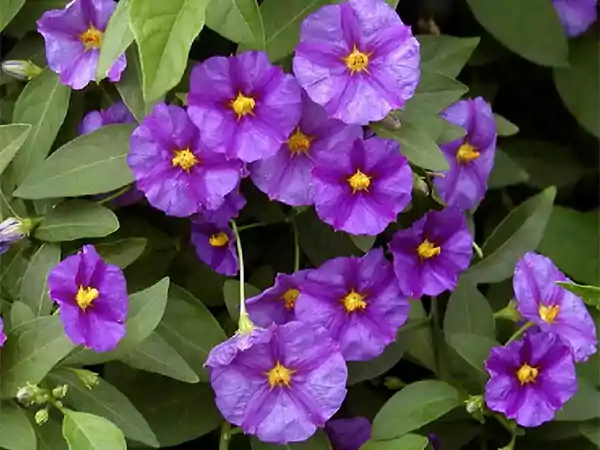 Nightshade Ornamental