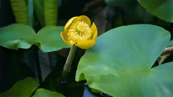 Nuphar