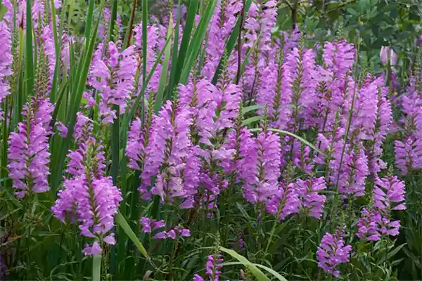 Obedient Plant