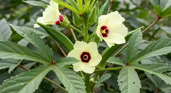 Okra Flower