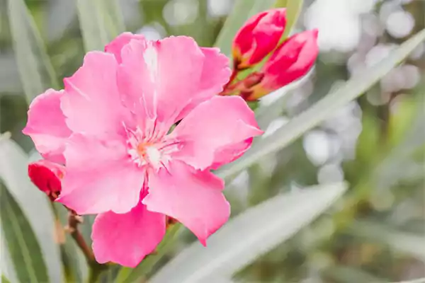 Oleander Rose bay