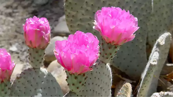 Opuntia