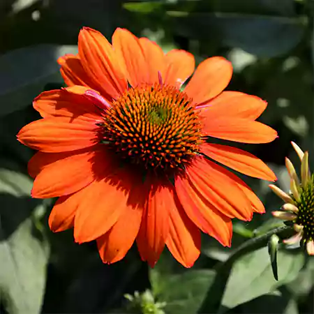 Orange Coneflower