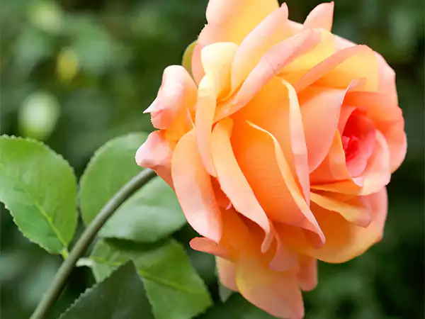 Orange Rosee