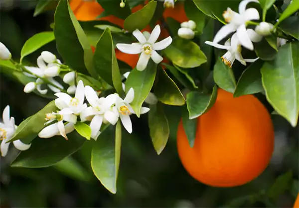 Orange blossoms