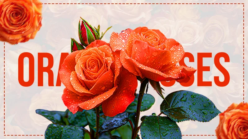 Orange rose