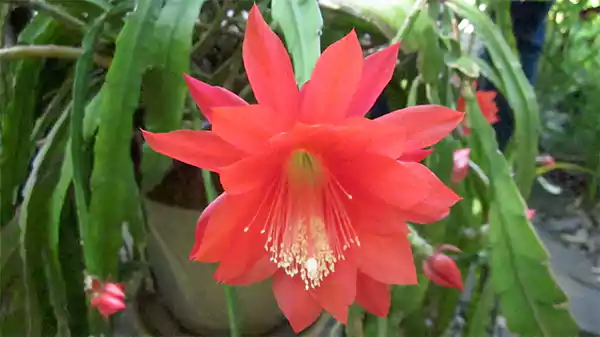 Orchid Cactus