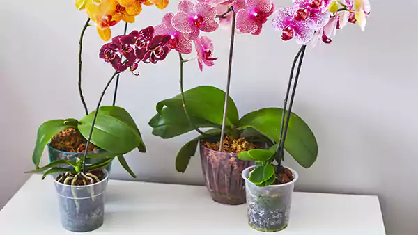 Orchid container