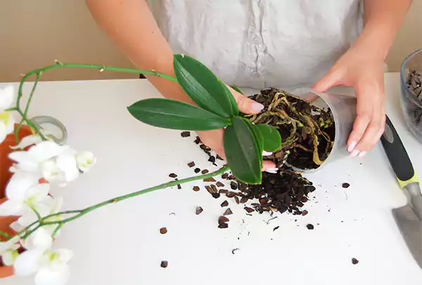 Orchid plant repotting