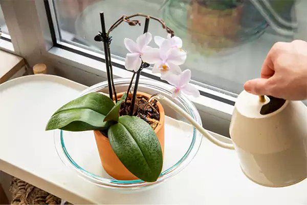 Orchid plant watering