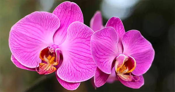 Orchids