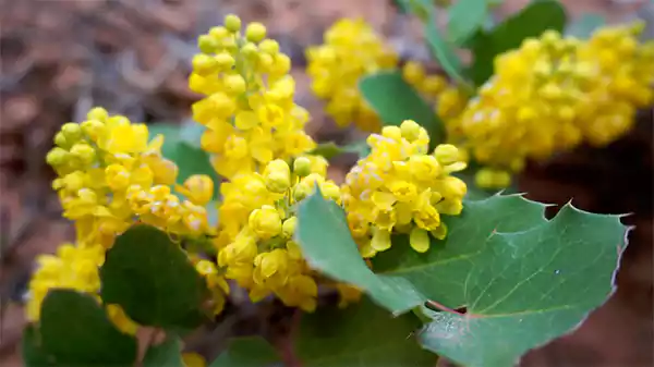 Oregon Grape
