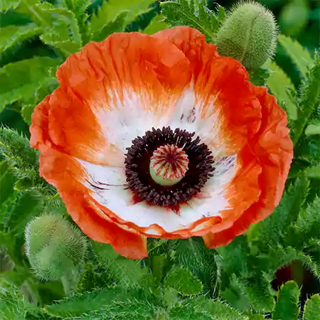Oriental Poppy