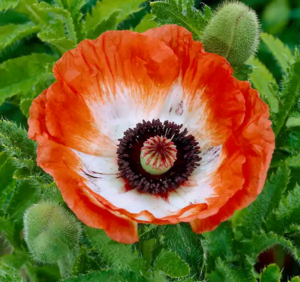 Oriental Poppyy