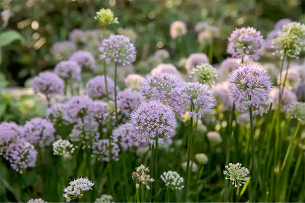 Ornamental Onion