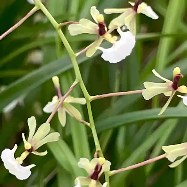 Ornithophora radicanss