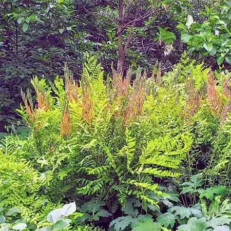 Osmunda