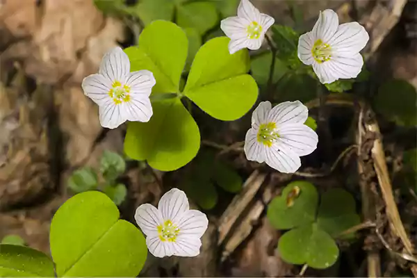 Oxalis