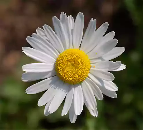 Oxeye Daisy