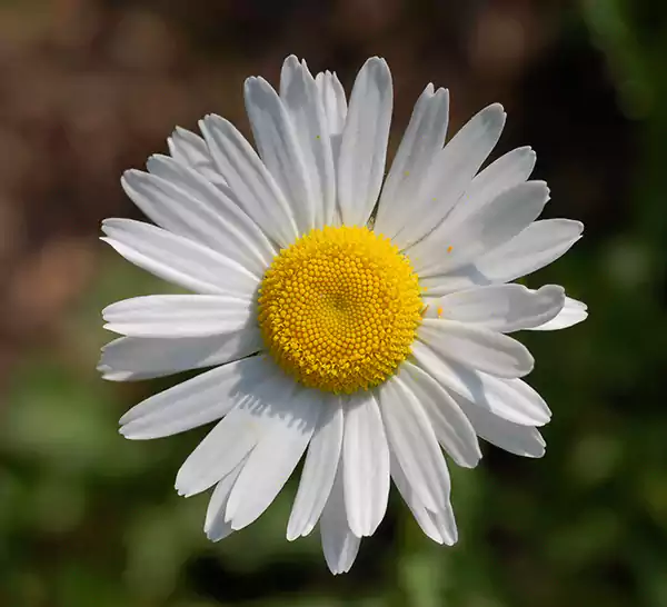 Oxeye Daisyy