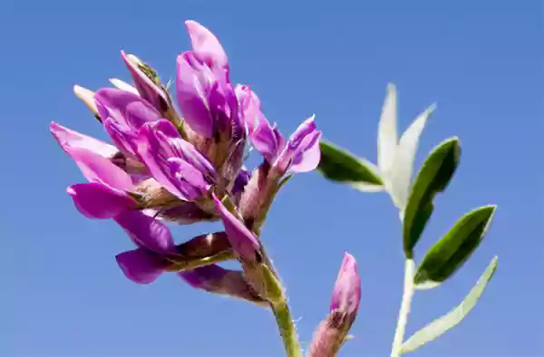 Oxytropis