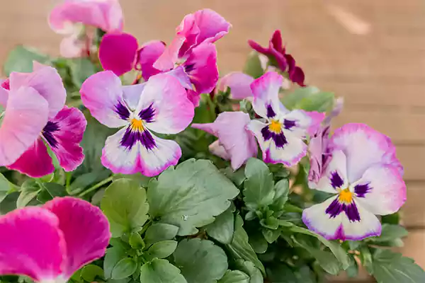 Pansies