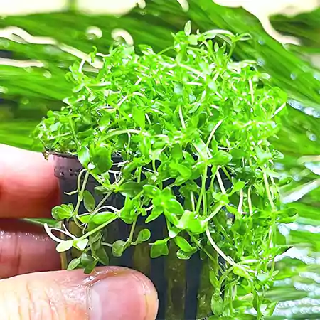 Pearlweed
