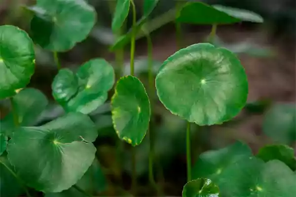 Pennywort