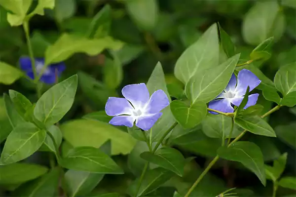 Periwinkle Flower