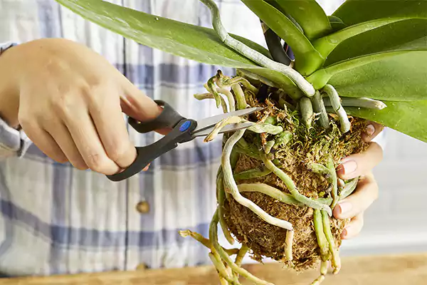 Pruning dead roots