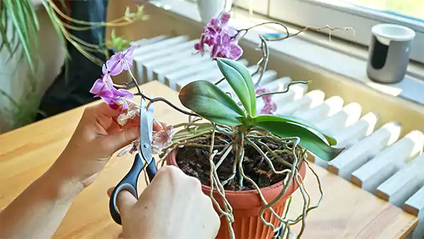 Pruning mistakes for orchids