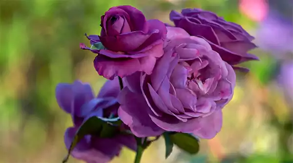 Purple Roses