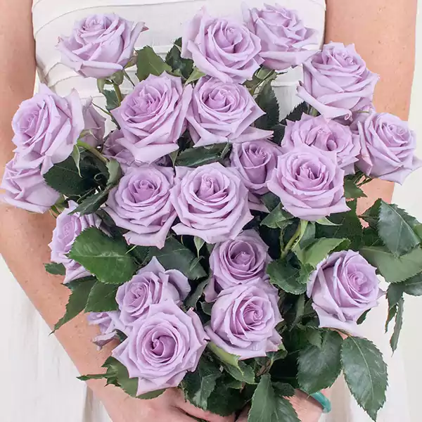 Purple Rosess