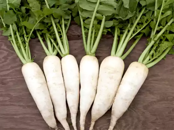 Radish