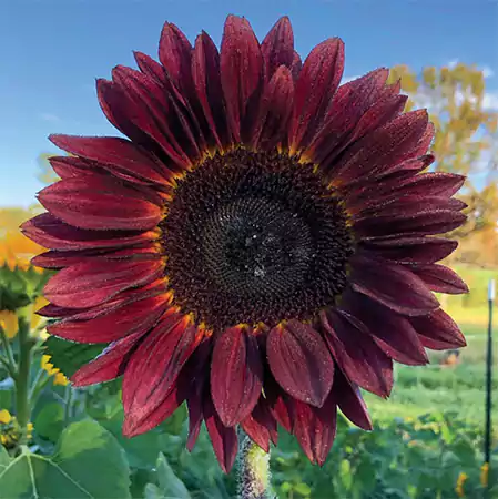 Red Sunflower