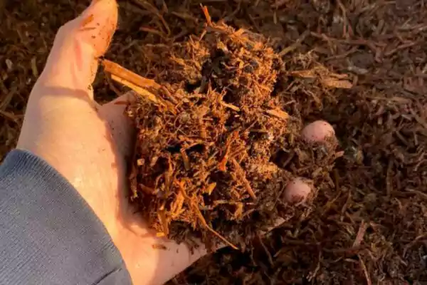 Spent Mushroom Compost