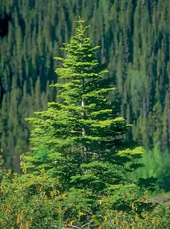 Spruce