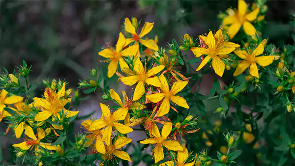St Johns Wort