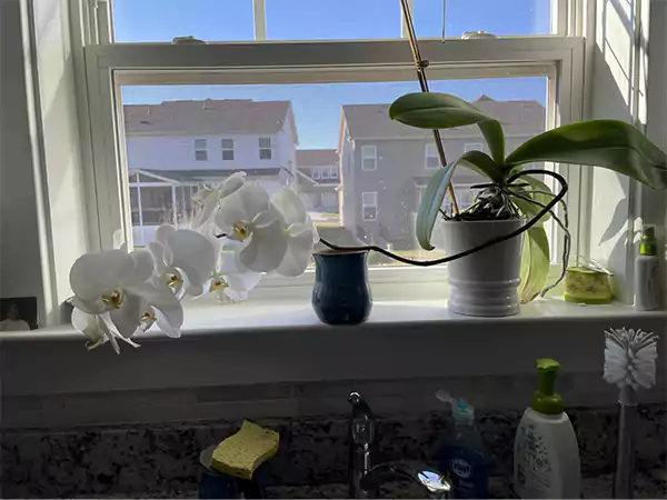 Temperature and Humidity for Orchids