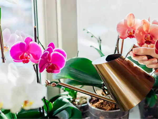 Watering the orchid crown