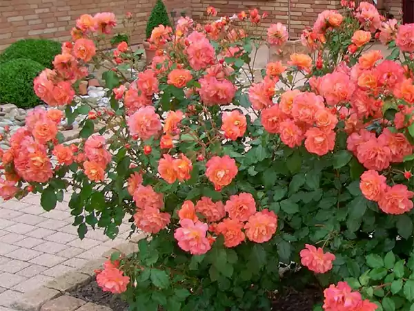 Westerland Rose