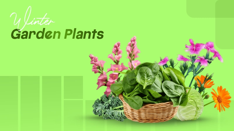 Winter Garden Plants