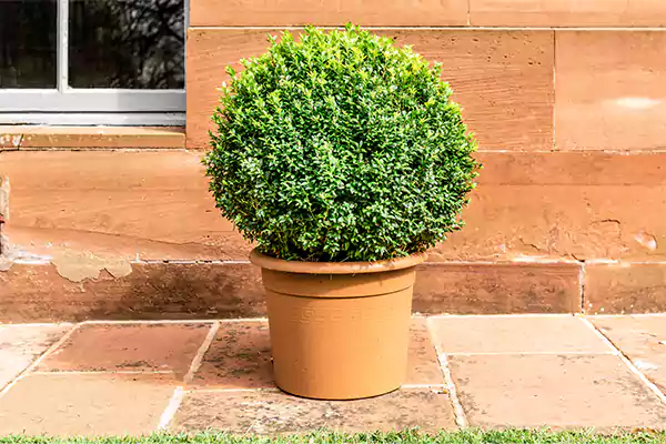 Wintergreen Boxwood