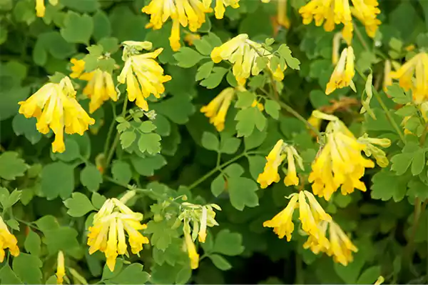 Yellow Corydalis