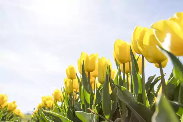 Yellow tulips