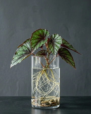Begonia