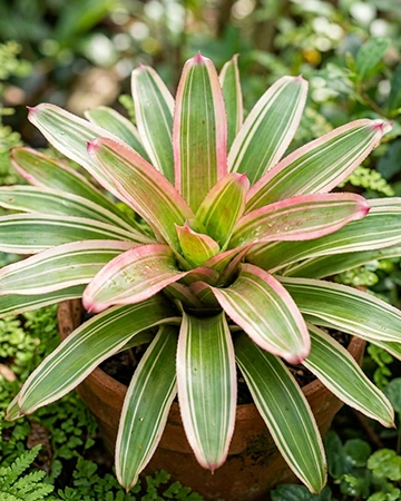 Bromeliad leaves